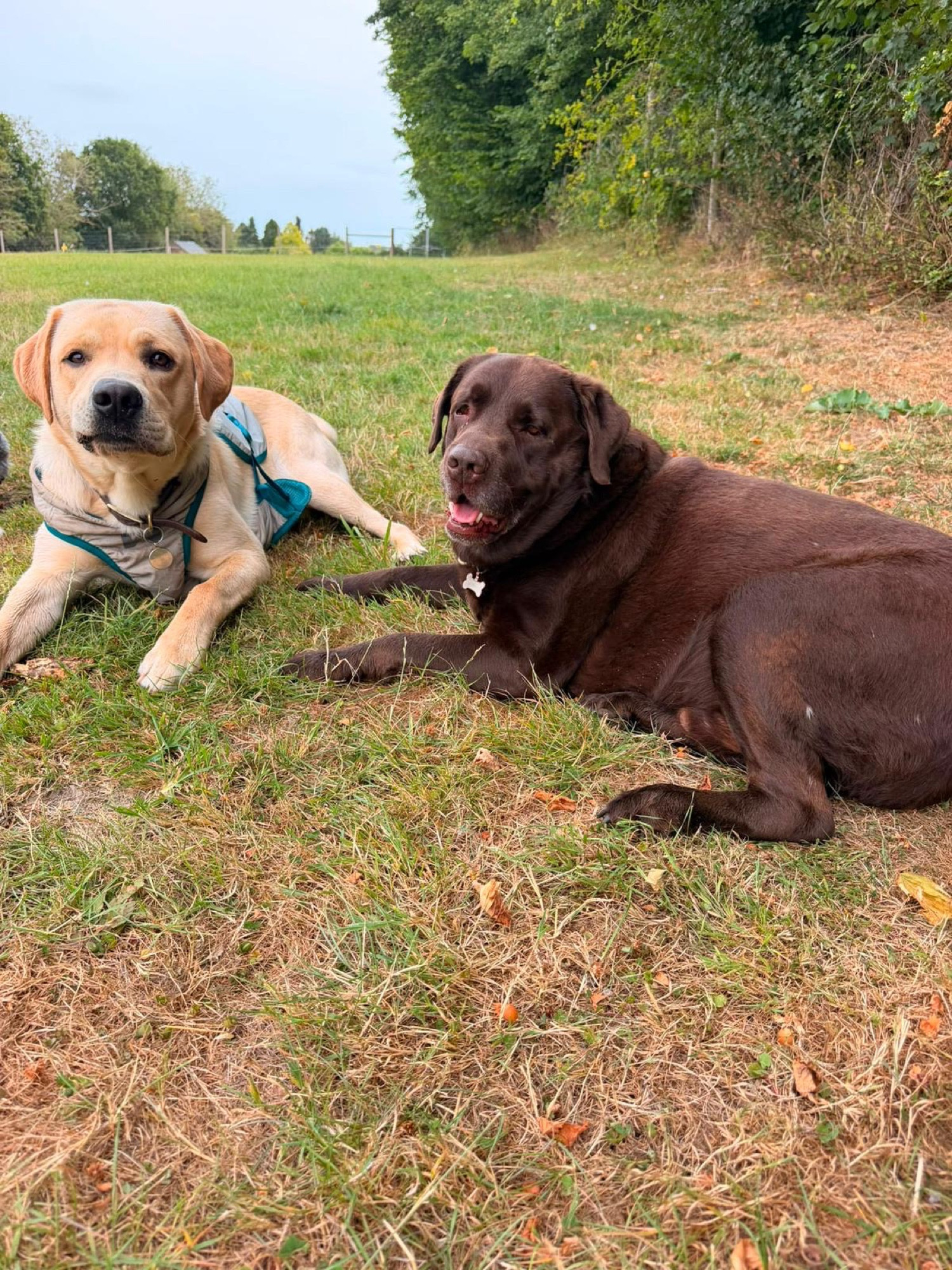 Two Labradors relaxing in the Liberty's secure field