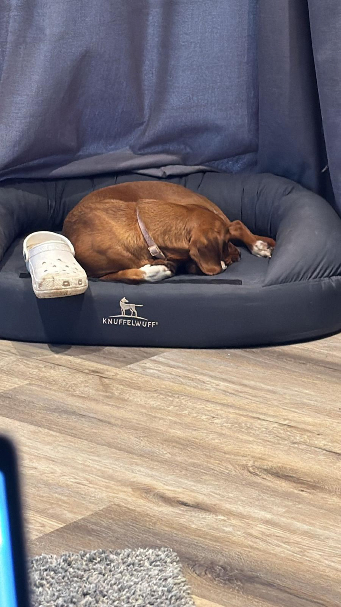 A puppy resting comfortably in a cosy dog bed