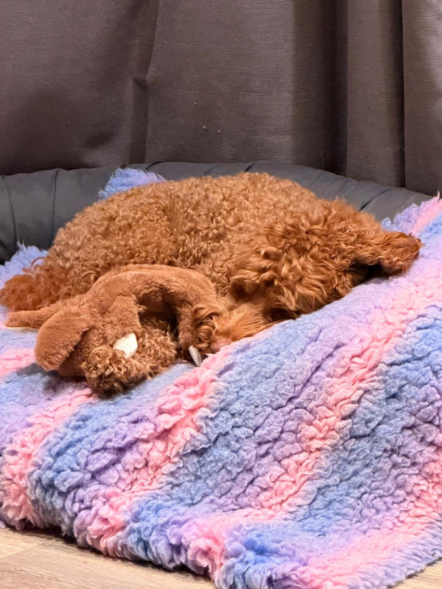 A dog resting peacefully during home boarding with Liberty's
